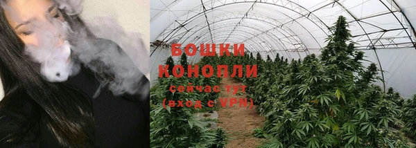 сатива Волоколамск